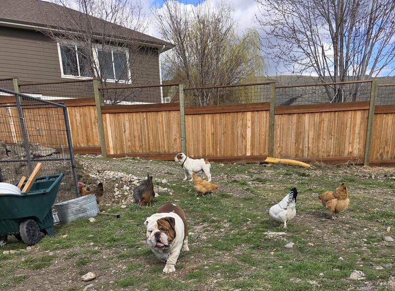 Healthy happy hens love there treats
