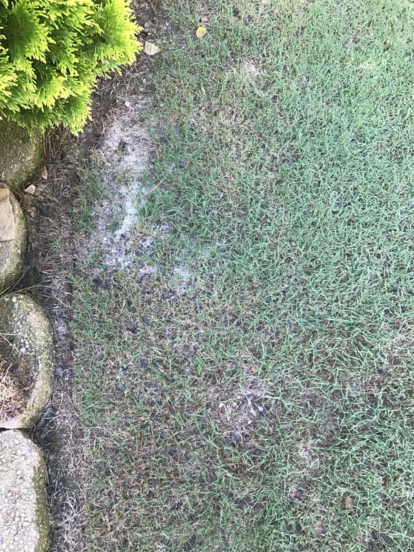 Five weeks after using this product!