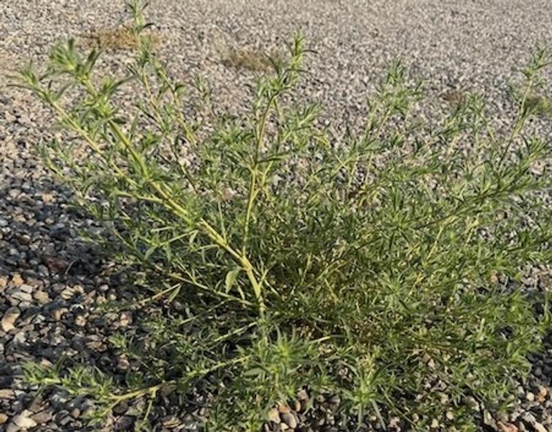 One week after application