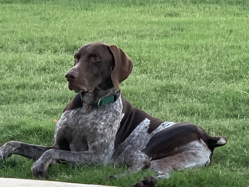 Toby enjoys the grass without weeds !!