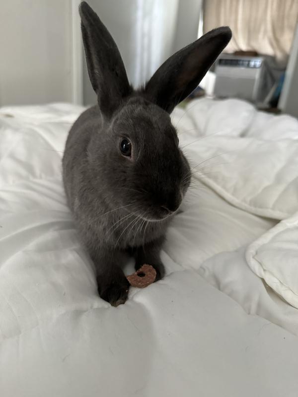 My two bunnies LOVE critical care. The flavor does not matter to them 😆