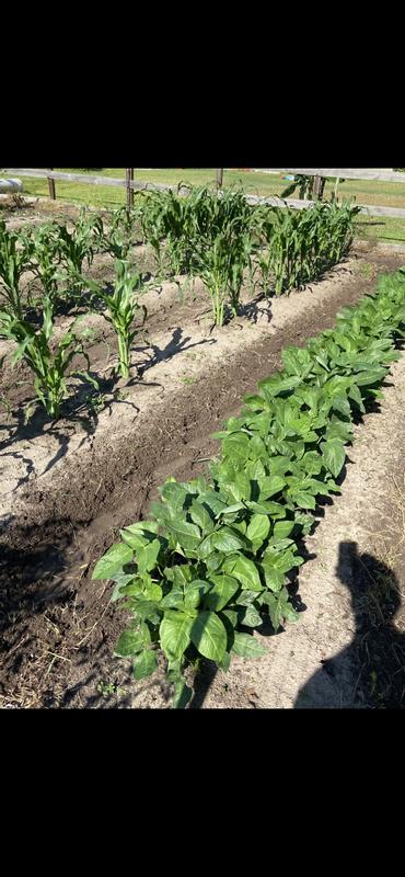 Middles done no hoeing or pulling weeds