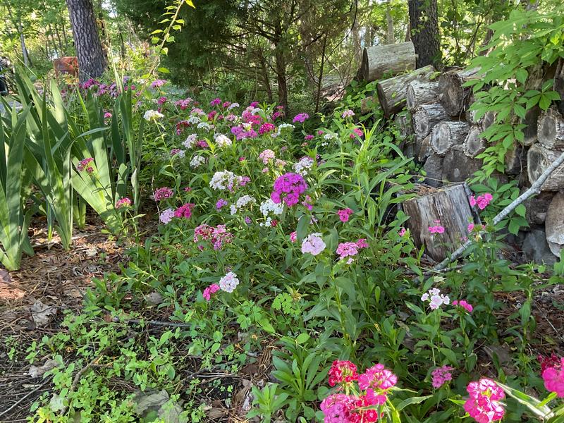 I literally emptied a couple of bags in a very difficult, shady area of our garden that borders the woods. After two years, this is what is coming up and I love it.
