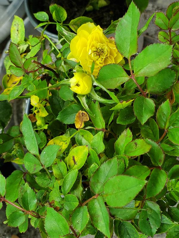 Buds/flowers on one of the plants