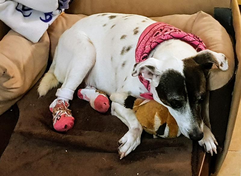 Lady with booties on back feet where she had chewed