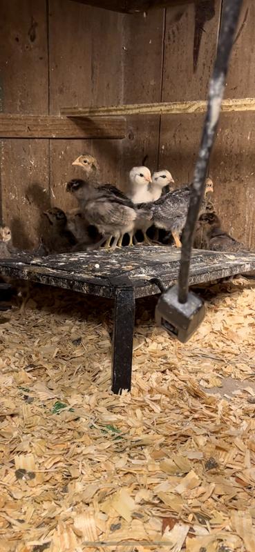 2 week old chicks warmed nicely