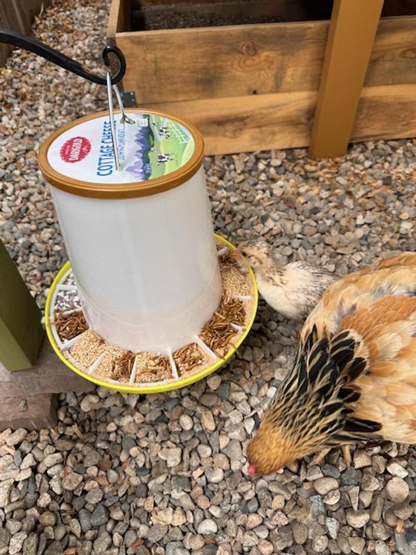 New feeder with a makeshift lid