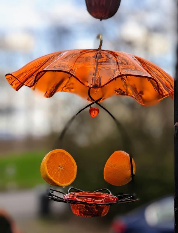 Weather guard in action with Oriole Feeder