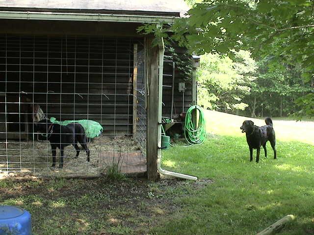 Keeping big dogs from arguing.