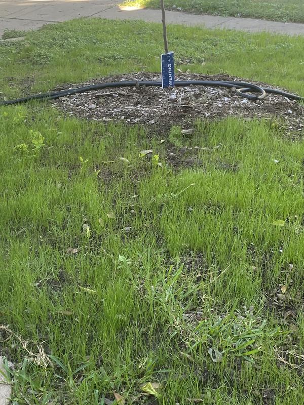 This grass grows quickly!!