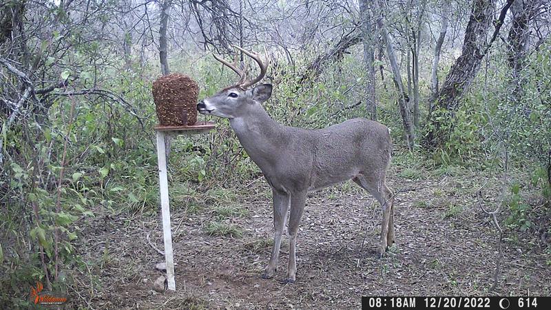 the best deer block in market!!!