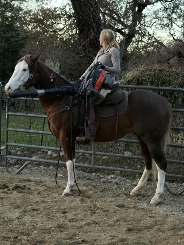 Exposing my colt to a backpack leaf blower for the first time. He was very anxious at first but settled quicker than I'd expect to where I was able to get up in the saddle and ride around with the blower!