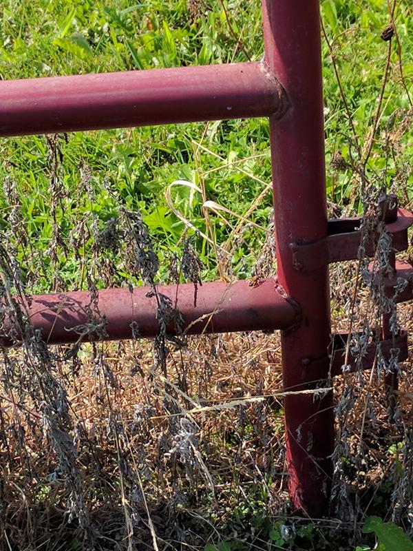 More hornets at a different location (there are many such nests)