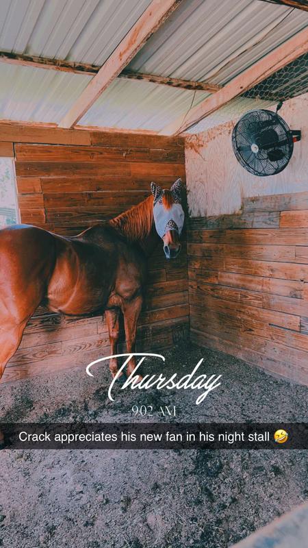 Crack enjoying his new fan