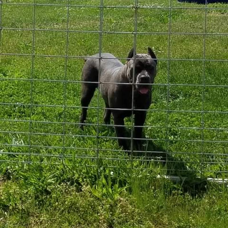 They love their Retriever brand dog biscuits!