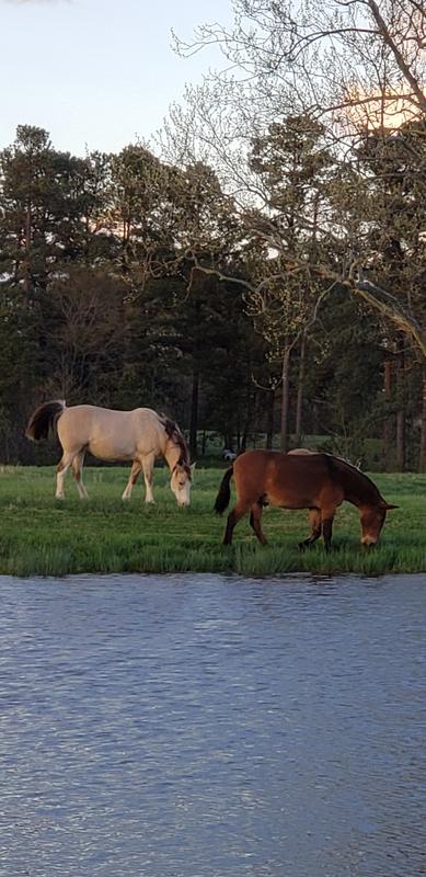 Everyone relaxed no tails swishing
