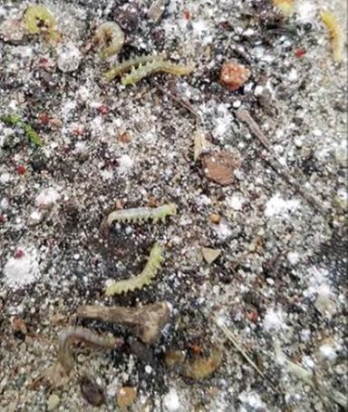 worms falling off plants