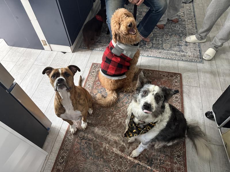 If only we all loved one other, as unconditionally as our dogs love us.