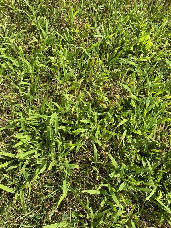 It’s destroyed my  lawn