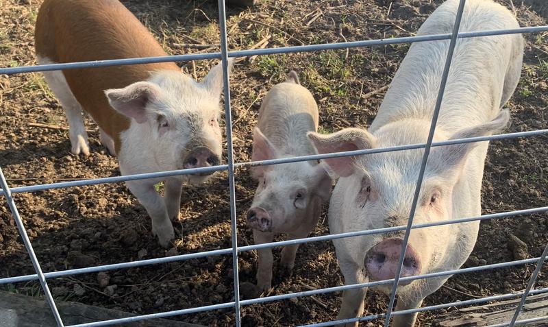 Pigs that are healthy as horses 😁