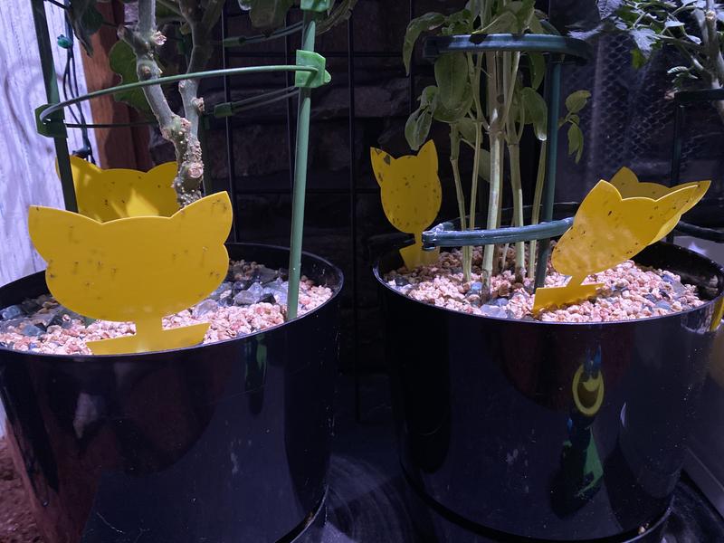 Sticky traps show degree of infestation prior to using the bits.