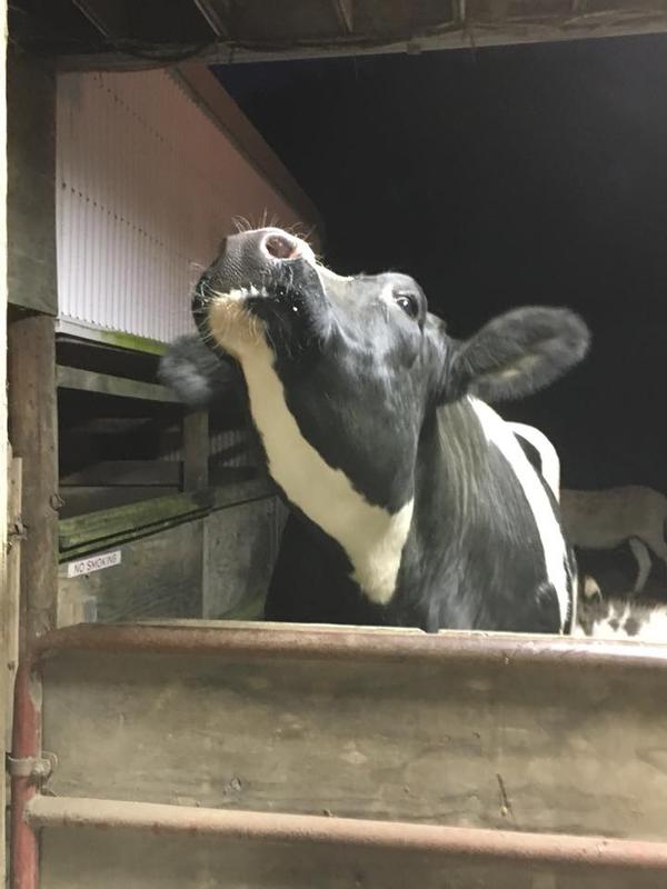 Our cow Chuck loves Kaolin Pectin !!!!