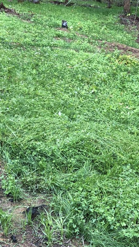 Perennial/clover on logged land