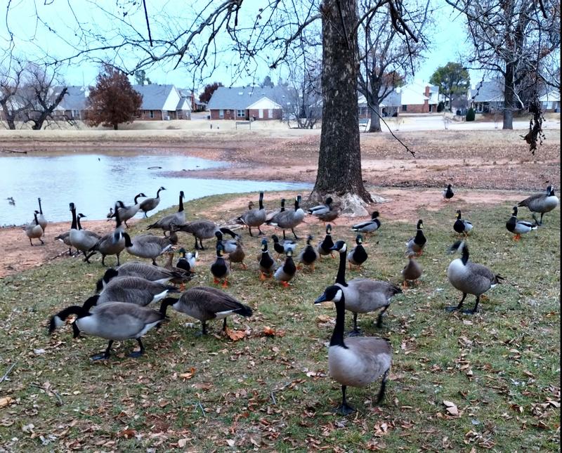Large flock of Canada Geese and some Mallards