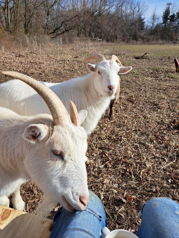 Happy Goats love elk grove milling goat feed