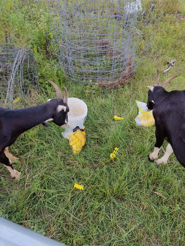 They hold up when chewed by goats, but may twist and warp some under pressure.