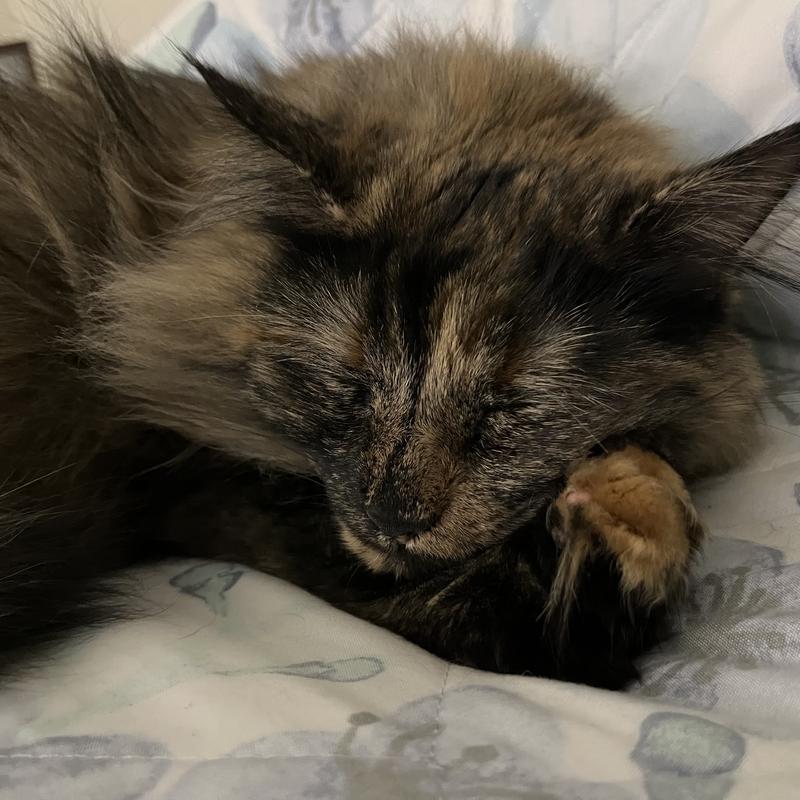 Zzzz after dinner pics