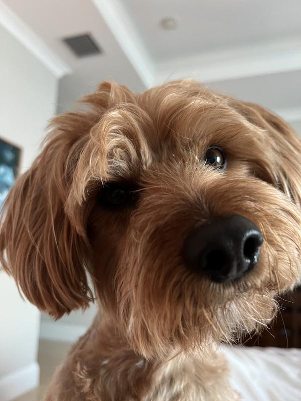 My dog will do anything for these amazing treats!  I have his full attention when these are in my bag.  I like that they are soft enough for me to pinch off portions and make them last longer.