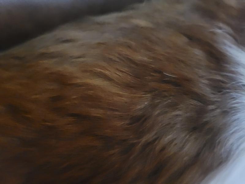 Dachund coat is now healthy looking