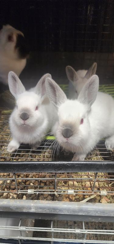 Perfect for trays- not for skin contact with buns those. Not great for litter boxes though.  Dont want them breathing in the DE when they did around.