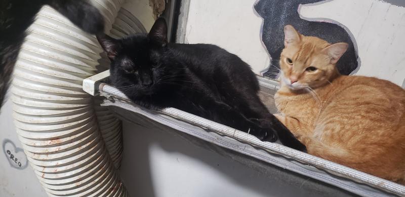 Some of the Zoo Members