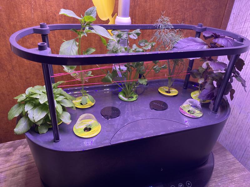 Aerogarden setup with L to R; globe basil, lemon basil, sprouting lime basil, cilantro, dill, sprouting marseille basil, purple opal basil