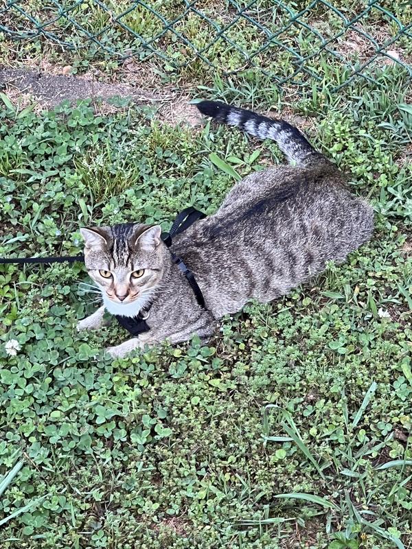 Playful and well fef