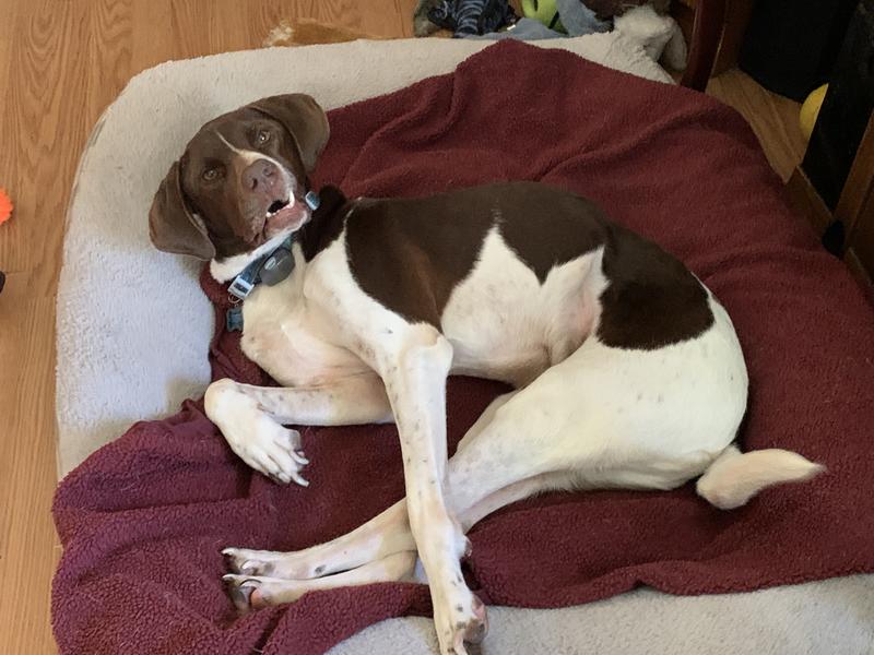 My 3 foster fail German Shorthairs