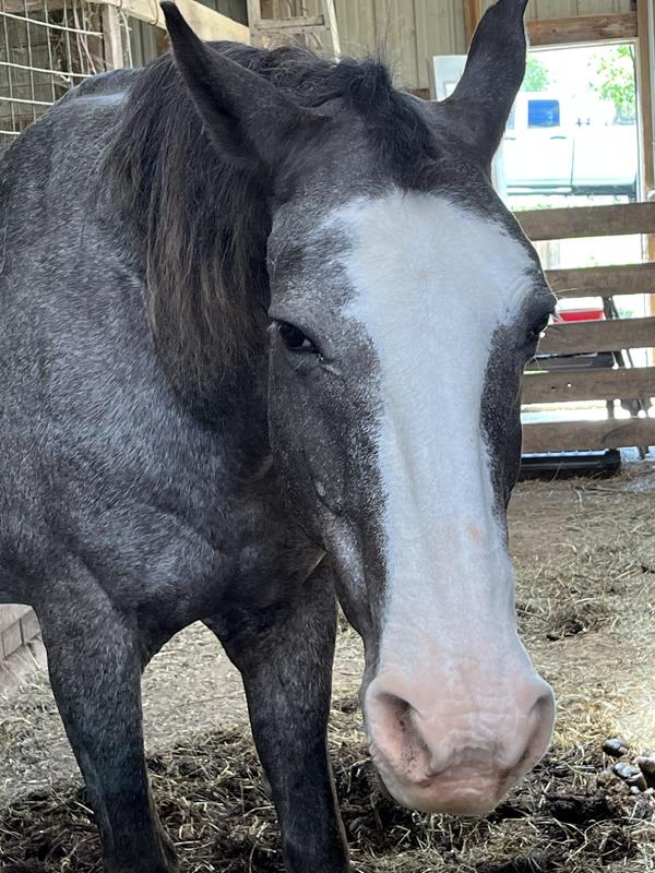 Before & After licking his Redmond Rock