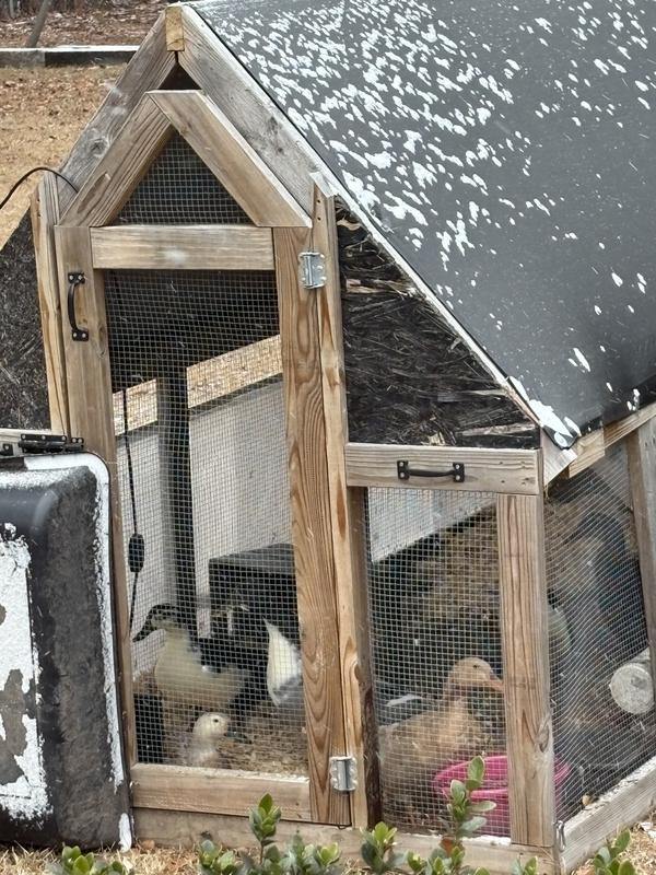 One duck hogging the plate