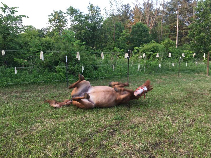 Chonoa enjoying her new paddock