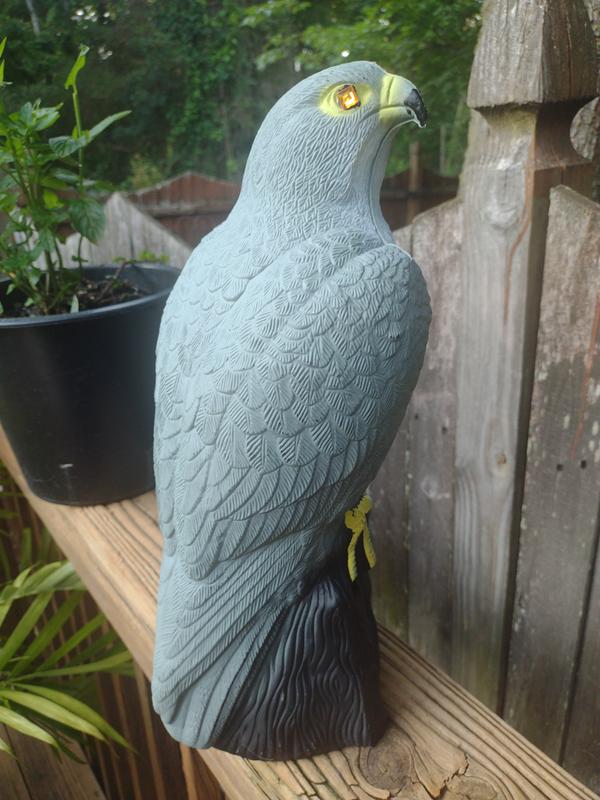 Not a squirrel in sight