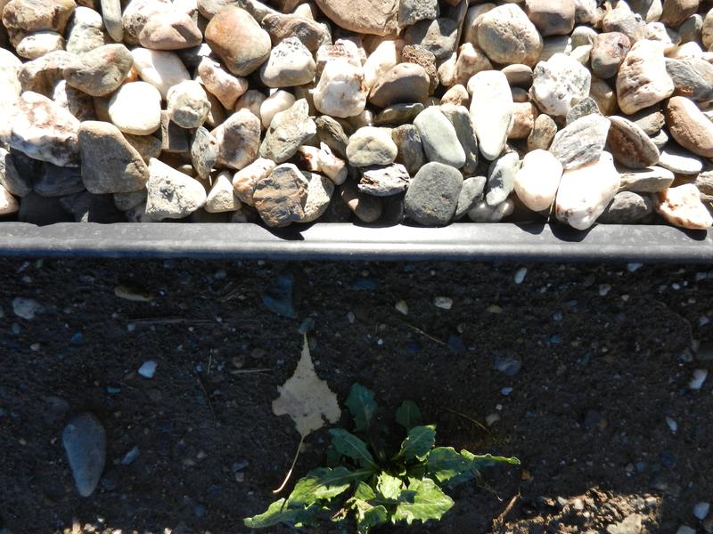 Flat edge on top of edging. Here it is completely collapsed but still strong.