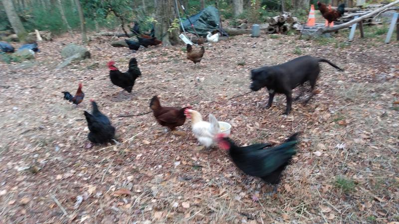 Pecking this purchase