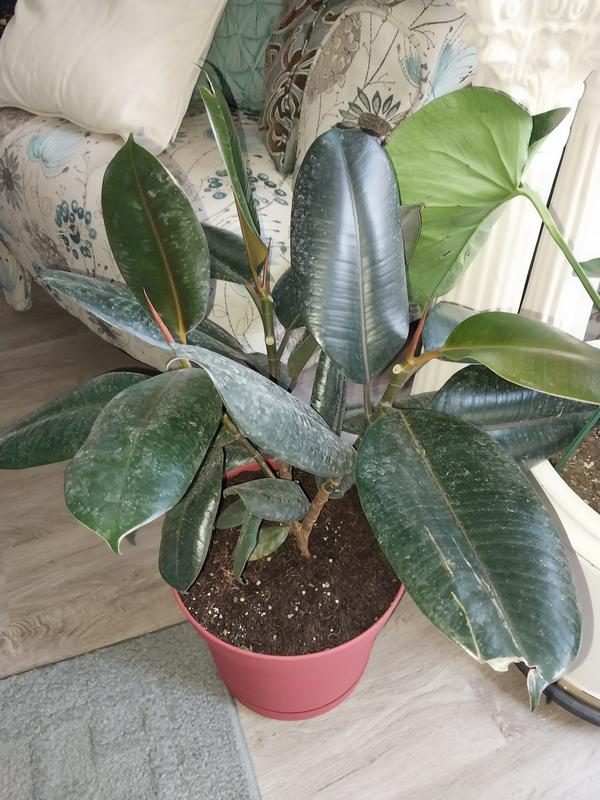 Happily Repotted Tropical Plants, recovering from shipment and transplanting