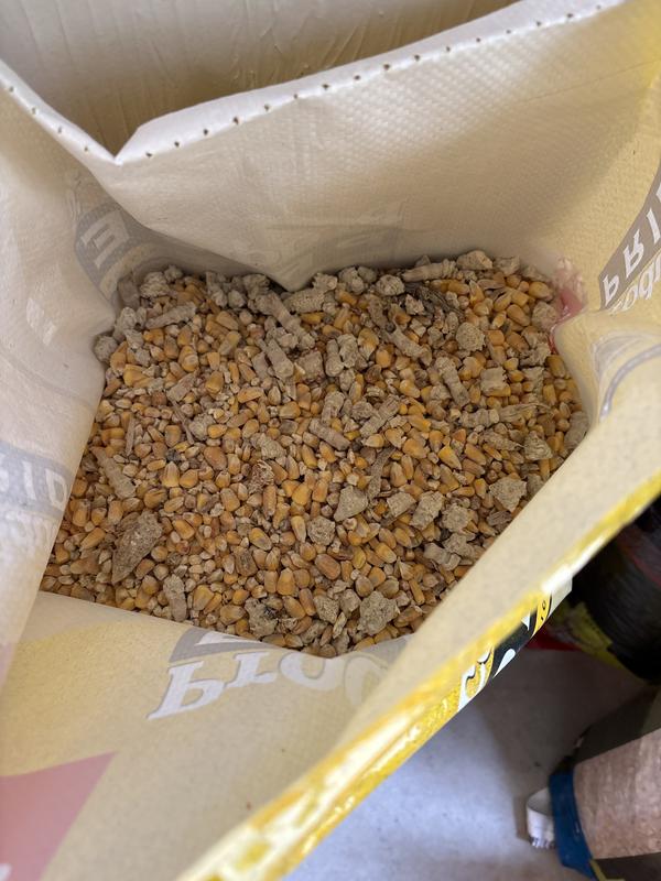 Producer's Pride Whole Corn Grains Cattle Feed, 50 lb. Bag at Tractor ...