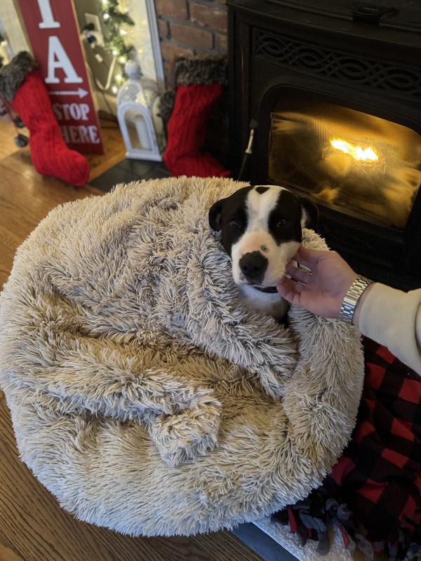 60lb pitbull mix loves this 30in bed.