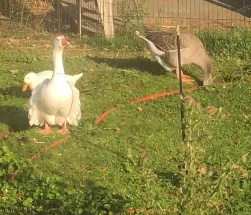 Cooling with the “Magic Water Stick”