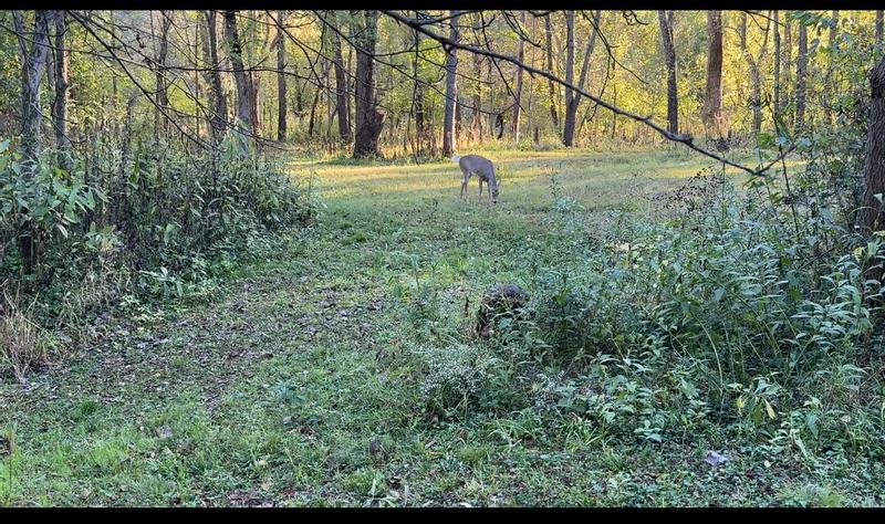 Standing next to trail cam. Didn’t take a photo