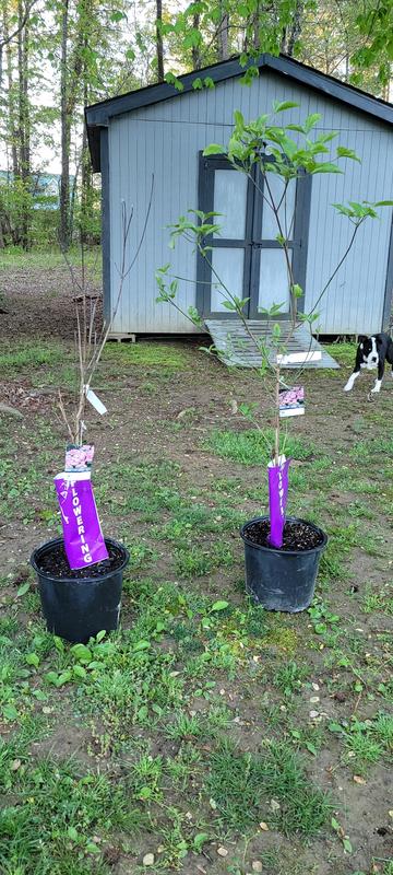 The one on the left is dead. It came from Greensboro store. The one on the right is alive. It came from Burlington store.